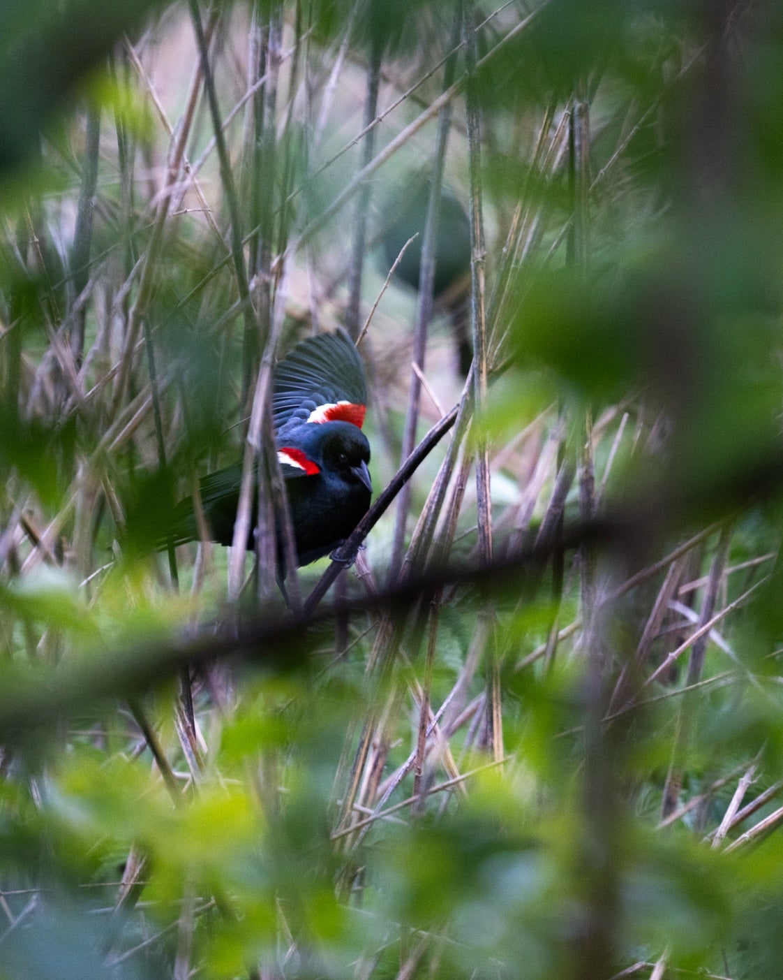 Following Tricolored Blackbirds and Their Friends: Farmers